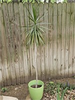6 Ft. Palm, Live Plant in Planter