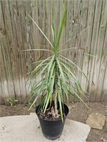 4ft. Palm Live Plant in Pot