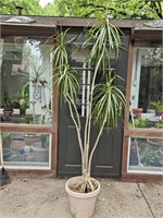 8 Ft. Palm Tree Live Plant in Pot