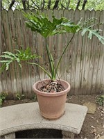 4ft. Split Leaf Philodendron Live Plant in Pot