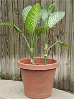 Over 3ft. Tall Diffenbachia Live Plant in Pot