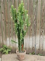 African Milk Tree 3ft2in Live Plant in Pot