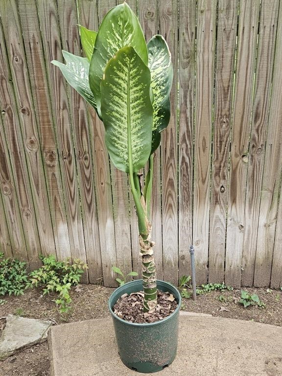 4 Ft. Diffenbachia Live Potted Plant