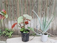 (2) Live Potted Plants- Begonia & Aloe Vera