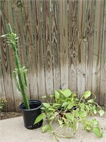 (2) Live Potted Plants-  African Milk Tree & Ivy