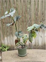 Angel Wing Begonia Live Potted Plant