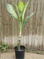 Diffenbachia 3ft8in Live Potted Plant