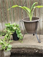 (2) Live Potted Plants-Diffenbachia in Metal Stand