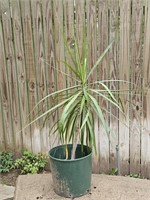 40in. Palm Live Potted Plant