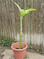 Diffenbachia 3.5ft Live Potted Plant