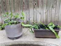 (2) Live Potted Plants are Night Cactus & Ivy