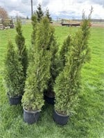 10 - 3gal pots of Emerald cedars