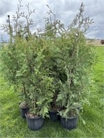 10 - 3gal pots of Black Cedars