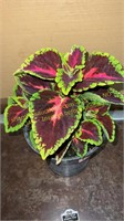 6" Coleus Main Street Alligator  Alley