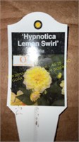 6" Dahlia Hypnotica Lemon Swirl