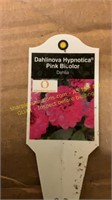 6" Dahlia Hypnotica Pink BiColor