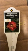 6" Dahlia megabloom Raspberry ice