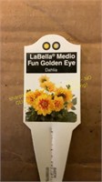 6" Dahlia fun golden eye