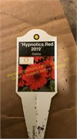 6" Dahlia Hypnotica Red 2019
