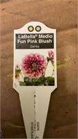 6" Dahlia LaBella Fun Pink Blush
