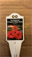 6" Sunpatiens compact deep rose