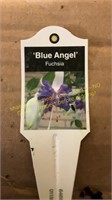 6" Fuchsia  blue Angel