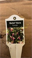 6" Fuchsia  Bella Nora