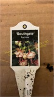 6" Fuchsia  Southgate