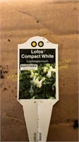 6" Lofos compact White