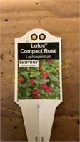 6" Lofos compact rose