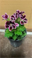 6" Geranium Regal Imperial