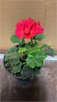 6" Geranium Chocolate Cherry