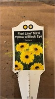 6" Gerbera Daisies yellow w/ black eye