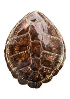 A Turtle Shell