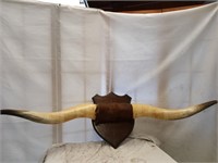 Vintage Steer Horns, measures 64"w, look at