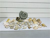 Group Lot - Fossils & Seashells