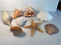 LOT #1 - Unique Seashells