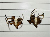(2) Skull Whitetail Deer Mounts