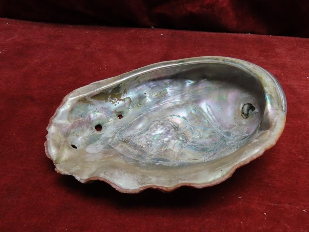 1/2 Abalone oyster shell.