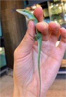 female Green Anole