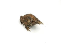 House Toad