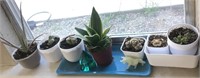 Shelf Of Succulents Green Glass Desk Weight Stone