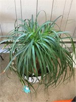 34" Tall Spider Palm Indoor House Plant