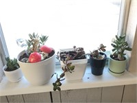 Lot Of Window Shelf Of 5 Succulents
