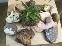 Aloe Vera & Assorted Rock Specimens