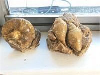 Fossilized Nautilus & Sea Shell Specimen Lot