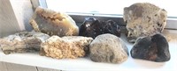 Fossilized Seashell & Agate Specimens