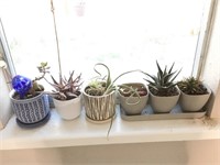 Shelf Of Assorted Potted Succulents