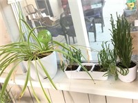 Window Shelf Of Assorted Plants