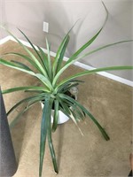 6 Foot Wide Pineapple Plant Indoor House Plant